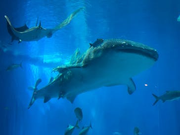 沖縄美ら海水族館に投稿された画像（2025/8/12）