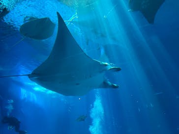 沖縄美ら海水族館に投稿された画像（2025/8/12）