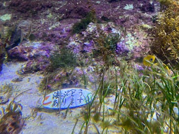 沖縄美ら海水族館に投稿された画像（2025/8/12）