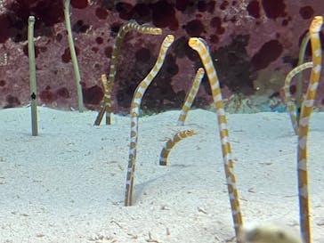 沖縄美ら海水族館に投稿された画像（2025/8/12）