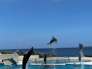沖縄美ら海水族館に投稿された画像（2025/8/12）