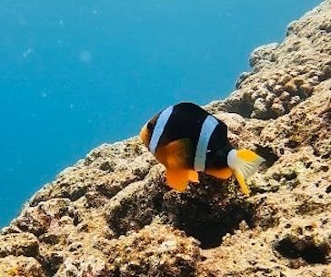 武藤潜水に投稿された画像（2025/8/12）