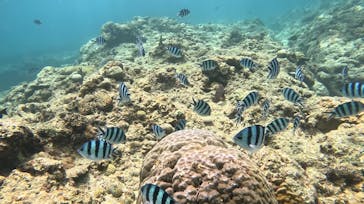 武藤潜水に投稿された画像（2025/8/12）