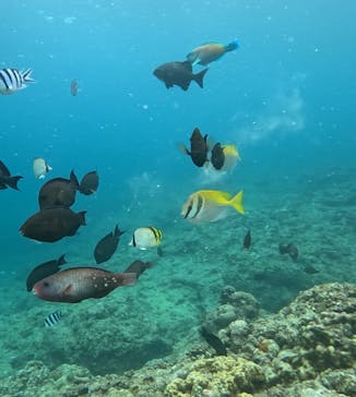 武藤潜水に投稿された画像（2025/8/12）