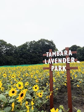 たんばらラベンダーパークに投稿された画像（2025/8/12）