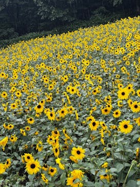 たんばらラベンダーパークに投稿された画像（2025/8/12）