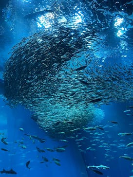 アクアワールド茨城県大洗水族館に投稿された画像（2025/8/12）