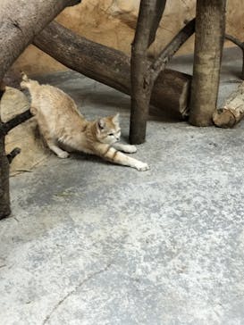 那須どうぶつ王国に投稿された画像（2025/8/12）