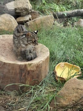 那須どうぶつ王国に投稿された画像（2025/8/12）