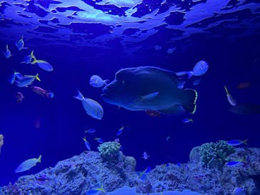 マリンワールド海の中道に投稿された画像（2025/8/12）