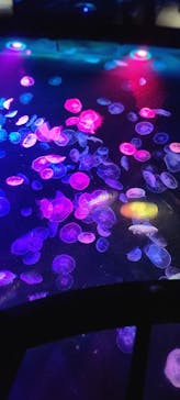 すみだ水族館に投稿された画像（2025/8/12）