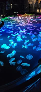 すみだ水族館に投稿された画像（2025/8/12）