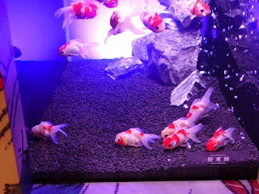 錦鯉・金魚アクアリウム in ときメッセに投稿された画像（2025/8/12）