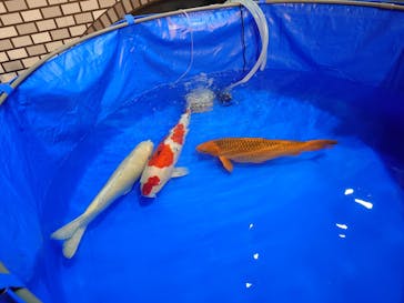錦鯉・金魚アクアリウム in ときメッセに投稿された画像（2025/8/12）