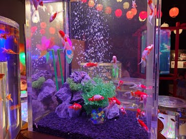 錦鯉・金魚アクアリウム in ときメッセに投稿された画像（2025/8/12）