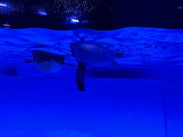 AOAO SAPPOROに投稿された画像（2025/8/12）