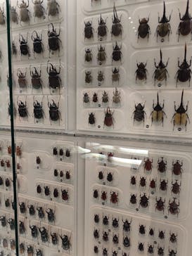 国立科学博物館に投稿された画像（2025/8/12）