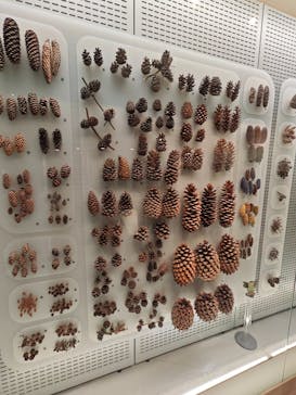 国立科学博物館に投稿された画像（2025/8/12）