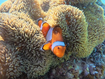 宮古島 ADVENTURE PiPi（ミヤコジマ アドベンチャー ピピ）に投稿された画像（2025/8/12）