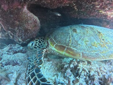 宮古島 ADVENTURE PiPi（ミヤコジマ アドベンチャー ピピ）に投稿された画像（2025/8/12）