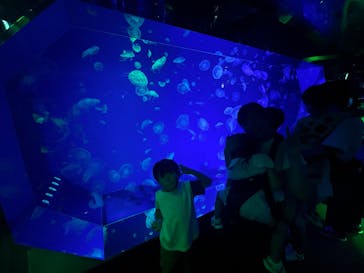 名古屋港水族館に投稿された画像（2025/8/12）