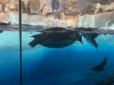 名古屋港水族館に投稿された画像（2025/8/12）