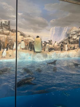 名古屋港水族館に投稿された画像（2025/8/12）