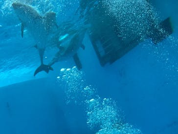 名古屋港水族館に投稿された画像（2025/8/12）