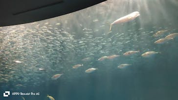 名古屋港水族館に投稿された画像（2025/8/12）