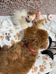 いぬカフェRio ゆめタウン久留米店に投稿された画像（2025/8/12）