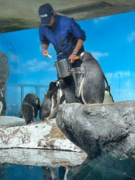 鴨川シーワールドに投稿された画像（2025/8/12）
