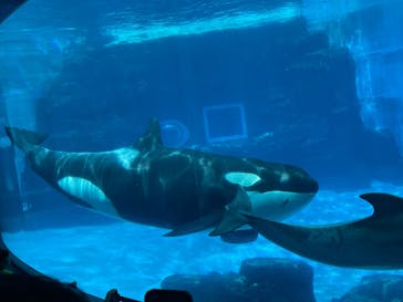名古屋港水族館に投稿された画像（2025/8/12）