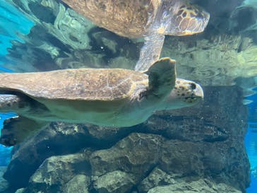 名古屋港水族館に投稿された画像（2025/8/12）