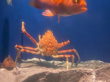 名古屋港水族館に投稿された画像（2025/8/12）