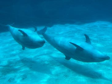 名古屋港水族館に投稿された画像（2025/8/12）