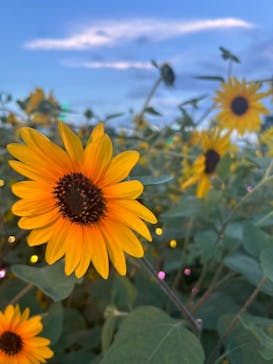 せんだい農業園芸センター　みどりの杜に投稿された画像（2025/8/12）