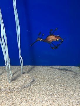 サンシャイン60展望台に投稿された画像（2025/8/13）