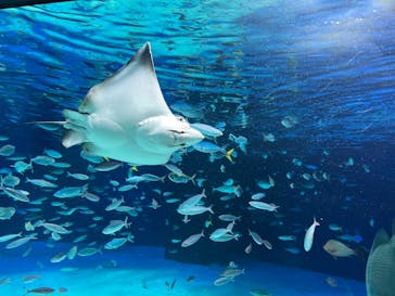 サンシャイン60展望台に投稿された画像（2025/8/13）