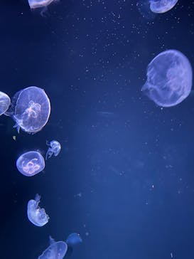 サンシャイン60展望台に投稿された画像（2025/8/13）