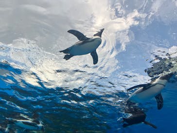 サンシャイン60展望台に投稿された画像（2025/8/13）