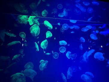 名古屋港水族館に投稿された画像（2025/8/13）