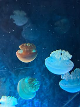 名古屋港水族館に投稿された画像（2025/8/13）