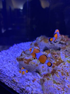 マクセル アクアパーク品川に投稿された画像（2025/8/13）