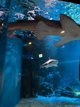 マクセル アクアパーク品川に投稿された画像（2025/8/13）