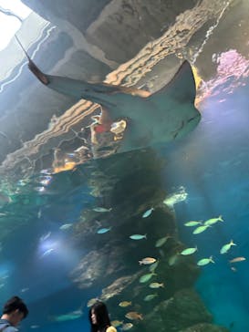 マクセル アクアパーク品川に投稿された画像（2025/8/13）