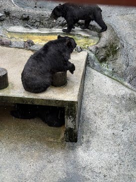奥飛騨クマ牧場に投稿された画像（2025/8/13）
