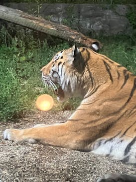 秋田市大森山動物園に投稿された画像（2025/8/13）
