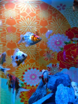 錦鯉・金魚アクアリウム in ときメッセに投稿された画像（2025/8/13）