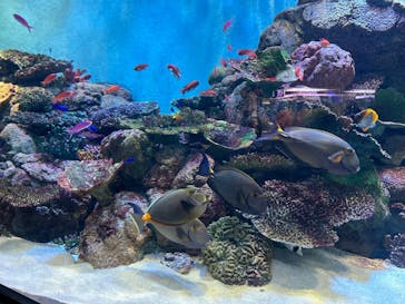 城崎マリンワールドに投稿された画像（2025/8/13）