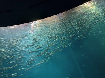 名古屋港水族館に投稿された画像（2025/8/13）